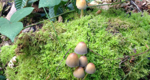 王様の森でフランス式きのこ狩り🍄
